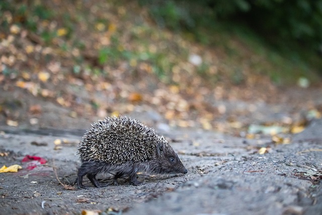 投篮选择出 投篮选择出