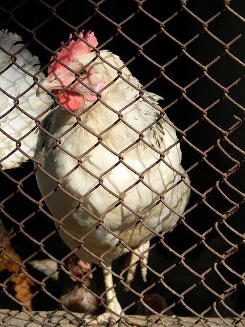 下来的淘汰 下来的淘汰