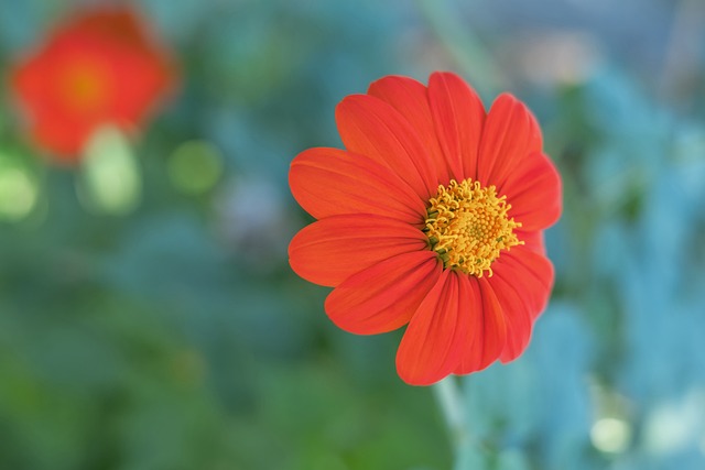 正如本賽季 正如本賽季